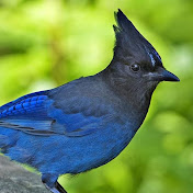 Profile Picture of Jonathan Meadows (@jonathanmeadows6614) on Youtube