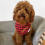 Profile Picture of Jimmy James (@jimmy.the.red.toy.poodle) on Instagram