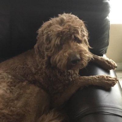 Profile Picture of Jeffrey Savage (@AfflictedMed) on Twitter