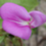 Lemuel Amoguis - Flickr Profile Picture of Lemuel Amoguis (@crisangelo) on Flickr