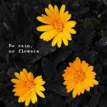 Profile Picture of lisa🌼 (@lisa.eppler02) on Instagram