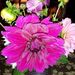 Profile Picture of Janet Poorman (@jpoorman) on Pinterest