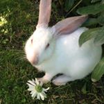 Дмитрий, Наталья - Instagram Profile Picture of Дмитрий, Наталья (@daisy_flowerfarm) on Instagram