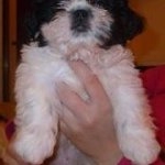 Profile Picture of Stiuj Adrian (@maryupcory) on Instagram