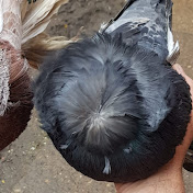 Profile Picture of Fancypigeonsrus Neil Pratt (@fancypigeonsrusneilpratt7393) on Youtube