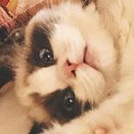 Profile Picture of Benjamin Button Swift *meow* (@therealbenjaminbuttonswift) on Instagram