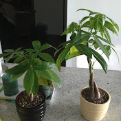 Profile Picture of Justin Ge (@justinge8105) on Youtube