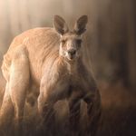 Profile Picture of Cameron John Hayes (@cameronjohnhayes) on Instagram