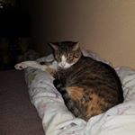 Profile Picture of Kevin Jonker (@jonkerkevin2008) on Instagram