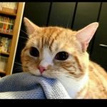 Profile Picture of alvaro roque (@alvaro_roque_sisniegas) on Instagram