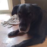 Profile Picture of Jillian Macfarlane (@jillian.macfarlane) on Instagram