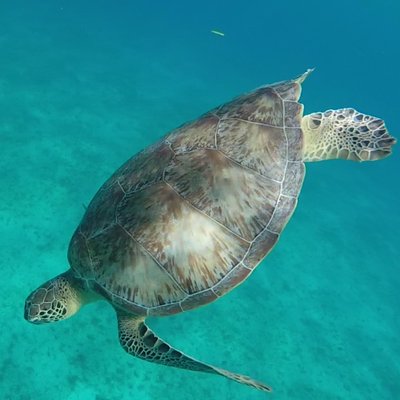 Profile Picture of Vegas Matt (@Skinny_Reusse) on Twitter