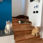 Profile Picture of Tom (@tom_flocky_aphophis_pallina) on Instagram