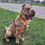 Profile Picture of 🇧🇾Irvin shar pei🇧🇾 (@irvin_shar_pei) on Instagram