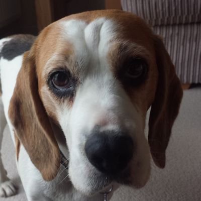 Profile Picture of Peter Dickens (@PeterDickens9) on Twitter