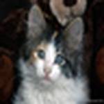 Yajaira Cintrón Reyes - Flickr Profile Picture of Yajaira Cintrón Reyes (@babygirl0529) on Flickr