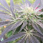 Profile Picture of Chad Hollingsworth (@the_cheagle_stix) on Instagram