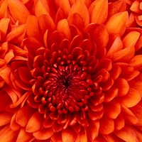 Profile Picture of Ryan Netto (@ryan-netto-3) on Quora