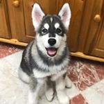 Profile Picture of Sheyko (@baby_sheyko) on Instagram