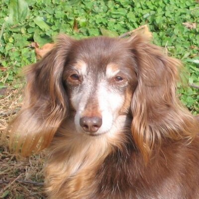 Profile Picture of Michael C Zucker (@dachshundman) on Twitter