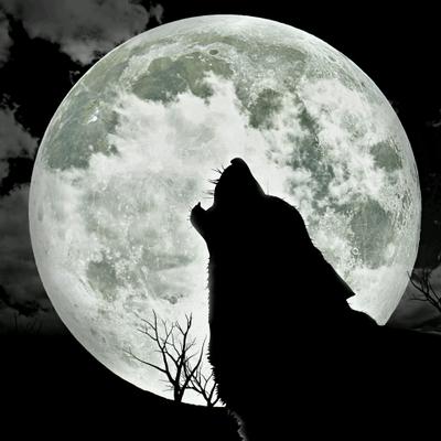 Profile Picture of El Guapo (@cedric_abraham) on Twitter