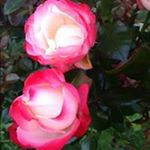 Profile Picture of Anna Prendergast (@anna.prendergast) on Instagram