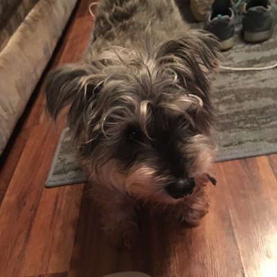 Profile Picture of Lisa Hauser (@LisaHau73110519) on Twitter