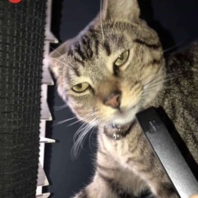 Profile Picture of Joe Roesch (@roesch_joe) on Twitter