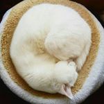 Profile Picture of Ariel.chan (@nyu.nyu.nya) on Instagram