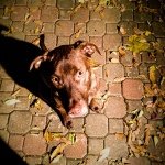 Profile Picture of Charlie (@littlerandytravis) on Instagram