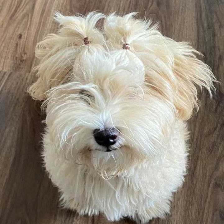 Profile Picture of Pippin Pippin (@pippin_pippin) on Tiktok