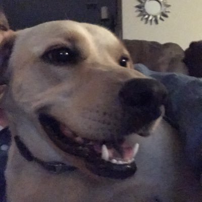 Profile Picture of David Gianini (@GianiniDavid) on Twitter