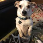 Profile Picture of Weisswurst (@sheldon_the_weisswurst) on Instagram