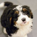 Profile Picture of Barry Sandre (@barrythebernedoodle) on Instagram
