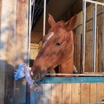 Profile Picture of Nelly Robert (@ecurie_nelly_robert) on Instagram