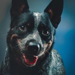Profile Picture of Mara | Blue Heeler (@maraheeler) on Instagram