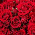 Profile Picture of Stan Morgan (@clarkstan796) on Instagram