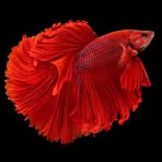 Profile Picture of Joseph Walles (@joseph.walles.980298) on Facebook