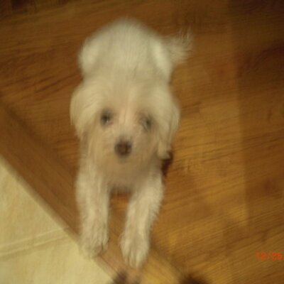 Profile Picture of Maureen Conroy (@maureenconroy1) on Twitter