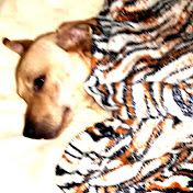 Profile Picture of Maxwell Da Silva Mendes (@maxwelldasilvamendes8620) on Youtube