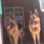 Profile Picture of lora_darcy_shepherd_dogs (@lora_darcy_shepherd_dogs) on Instagram