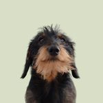 Profile Picture of Roy Gonzales the Dachshund 🐾 (@roy.gonzales_dachshund) on Instagram