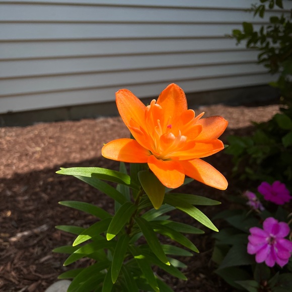 Profile Picture of Oliver Simon (@oliversimon294) on Poshmark