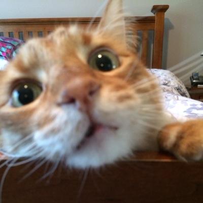 Profile Picture of Brian Hara (@1madjap) on Twitter