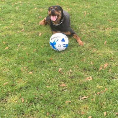 Profile Picture of Tom Elms (@TomElms6) on Twitter