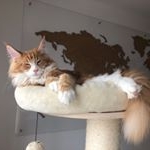 Profile Picture of Carlos The Maine Coon Cat (@carlos_themainecooncat) on Instagram