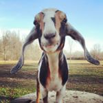 Profile Picture of Cora Allen (@coraallen__) on Instagram