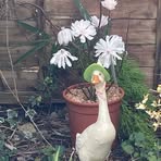 Profile Picture of Kellie Hawkins (@Kellie-Hawkins) on Facebook