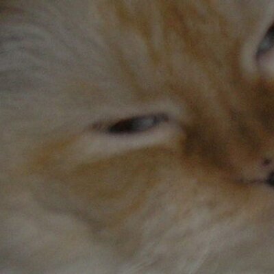 Profile Picture of Susan Phifer (@SuDanTN) on Twitter
