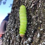 Profile Picture of Kyle Lance (@the_lance_a) on Instagram